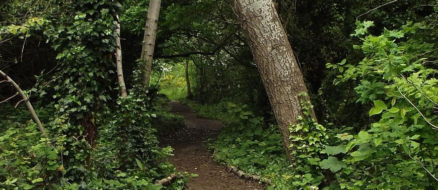 Local Chiswick Nature Reserve Gunnersbury Triangle Undergoing Maintenance