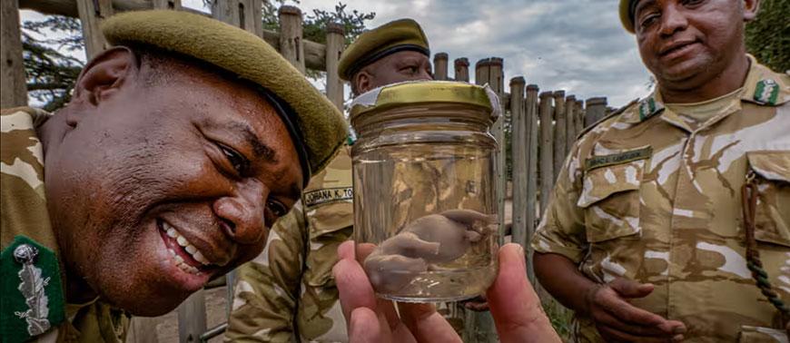 The Last 2 Northern White Rhinos Alive May Soon Have Offspring Thanks To IVF Treatment