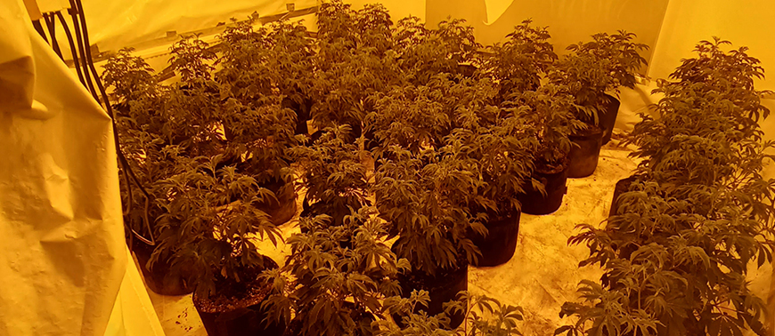 Cannabis Crime Seizure Drug factory East Acton London Drug Enforcement