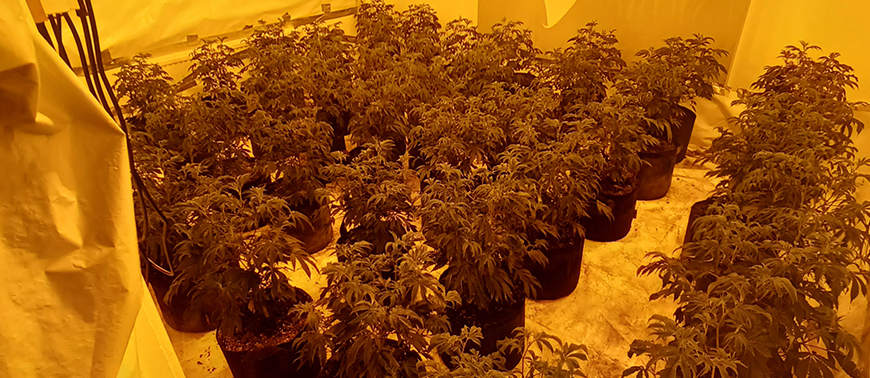 East Acton Authorities Uncover Local Cannabis Factory, Seize 30+ Plants