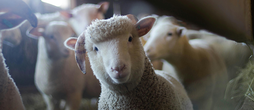 Children Arrested in Animal Killing Spree at Gunnersbury College