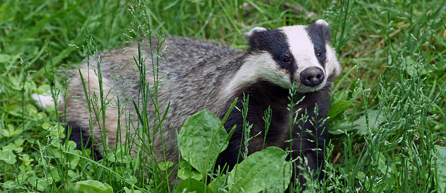 Celebrating World Wildlife Day: The UK's Commitment to Nature Conservation