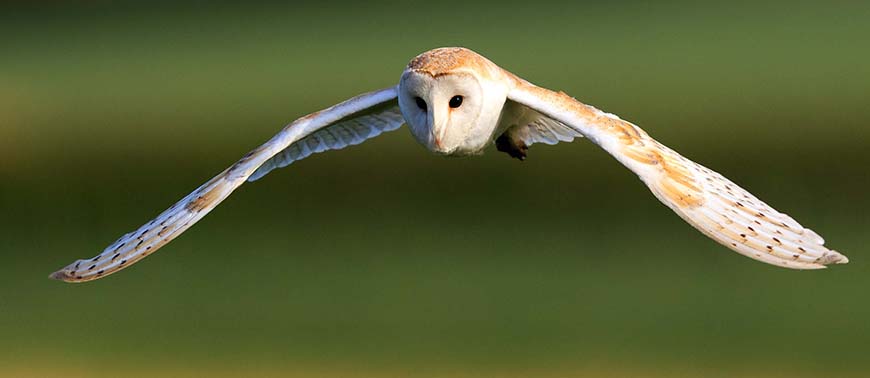 20 Creatures Brutally Killed During Gunnersbury Park Break-in! 2 Youths Appear in Court