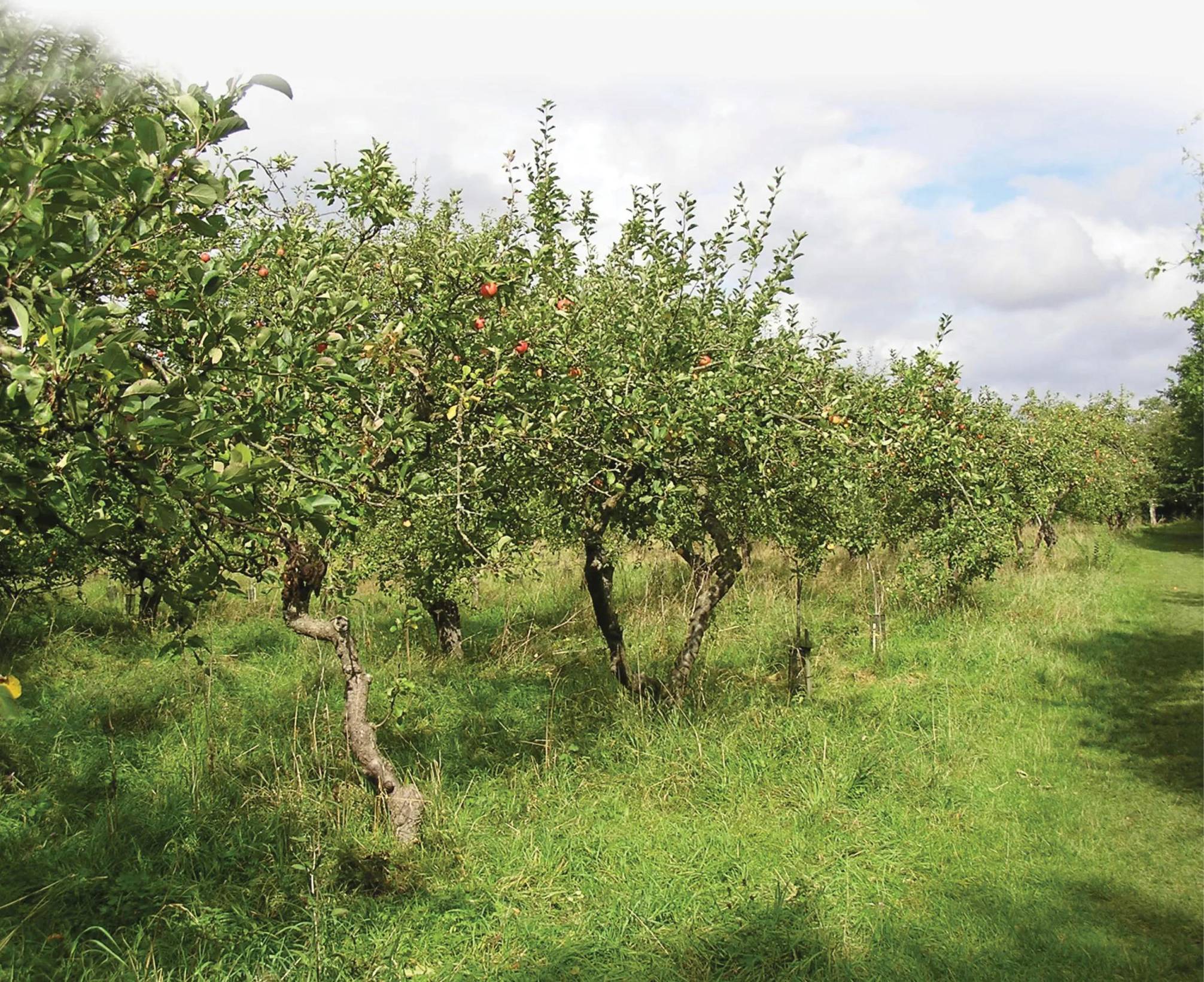 How Agriculture Shaped Chiswick From Fertile Fields to Urban Hub
