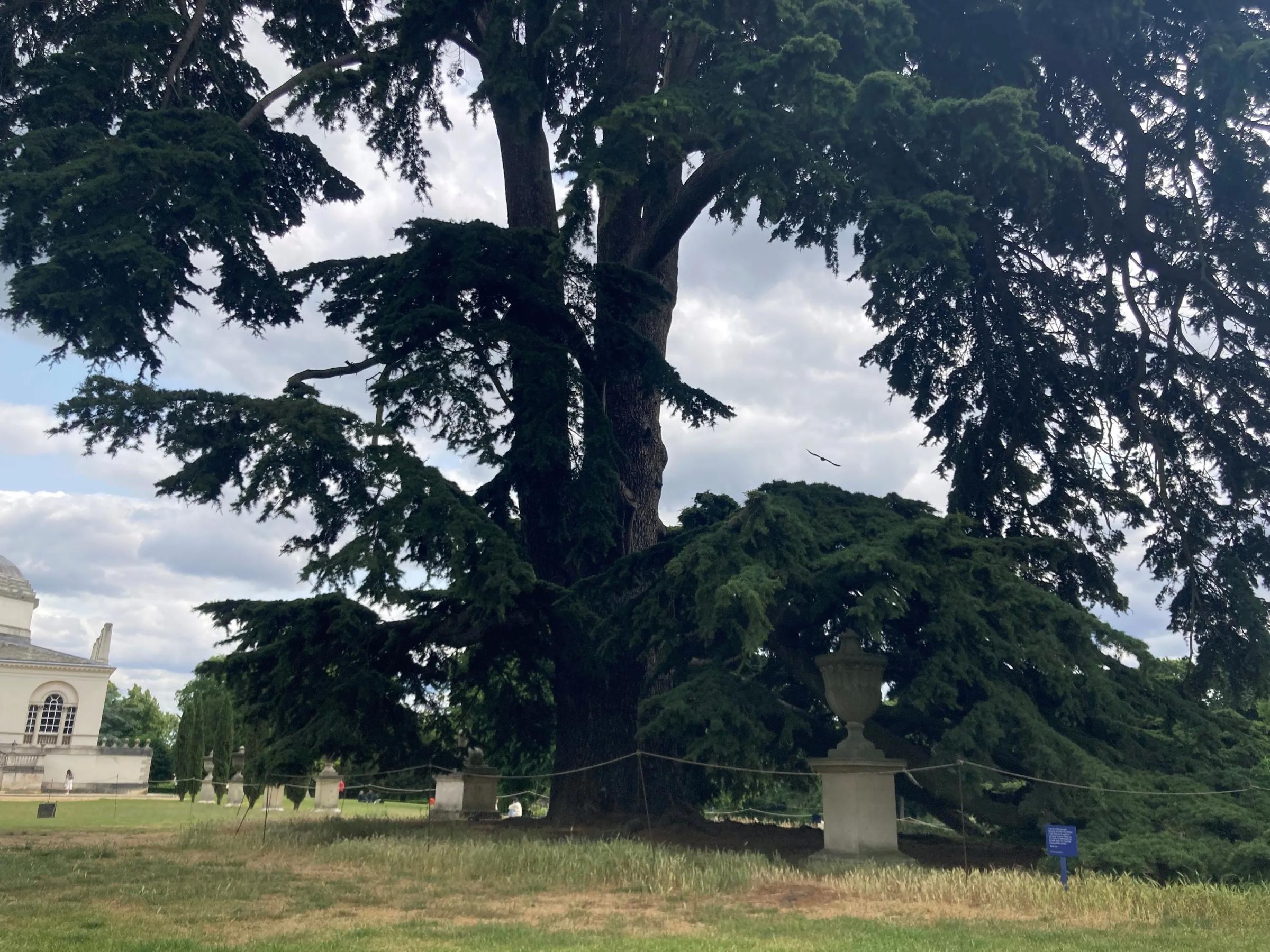 Chiswick Cedar Tree Beatles Climbed On up For Award